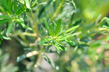 Podocarpus polystachyus, Sea Teak or Jati Laut or PODOCARPACEAE