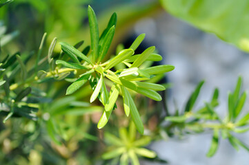 Podocarpus polystachyus, Sea Teak or Jati Laut or PODOCARPACEAE