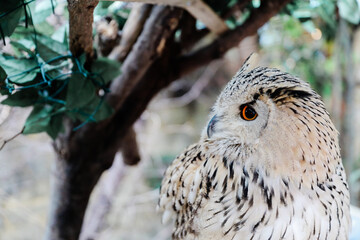 Close up of a Owl, bird portrait