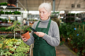 Aged female worker of garden center barcoding potted plants using mobile app on her smartphone....