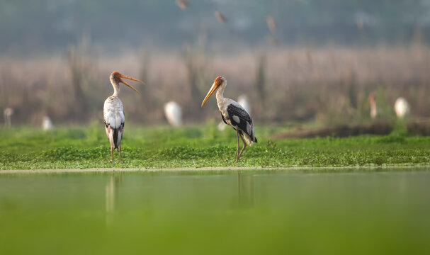 Painted Storks in wetland