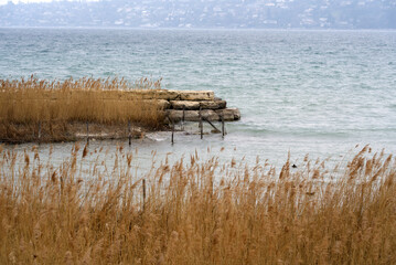 Beautiful scenic landscape with reed at border of Lake Geneva on a windy and cloudy spring day....