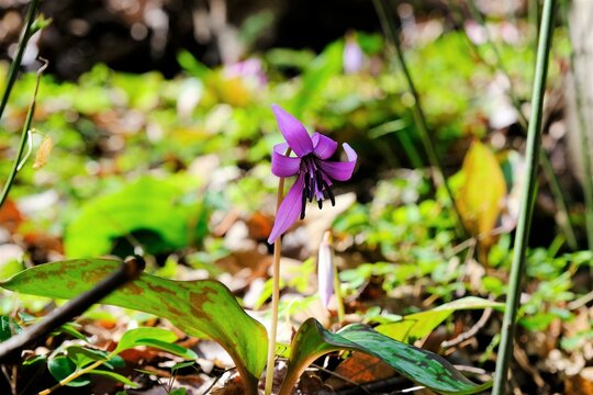 山野草 Images Browse 17 109 Stock Photos Vectors And Video Adobe Stock