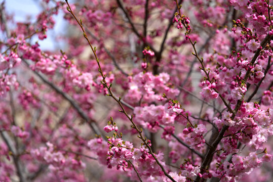 Tree with pink blossoms at the City of Lausanne on a gray cloudy spring day. Photo taken March 18th, 2022, Lausanne, Switzerland.