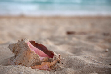 a large seashell lies on white sand
