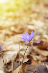 Hepatica first spring flowers. Blue flowers in forest.