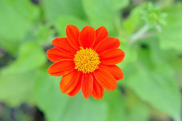 A Vibrant Orange Daisy Flower