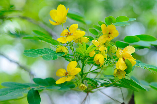Flowers of a Kalamona Tree