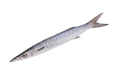Barracuda, Sphyraenidae or cuda fish on white background. top view