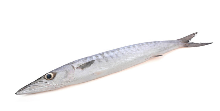 barracuda or cuda fish on white background