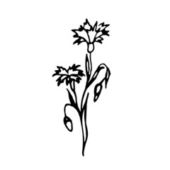 Fototapeta na wymiar Cornflower flower in doodle style, isolated on a white background.Vector illustration.