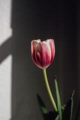 single pink and white tulip in the sun against dark background 