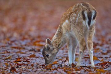 fawn foraging through autumn leaves