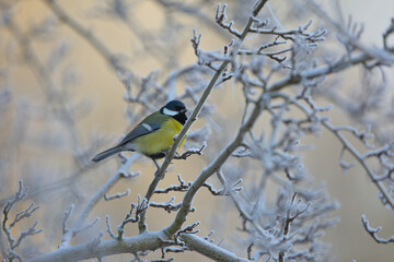great tit on a hoarfrost covered twig