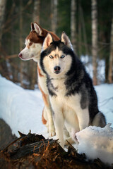 Portrait cute husky dog with blue eyes sitting on the trunk tree in winter sunny forest.