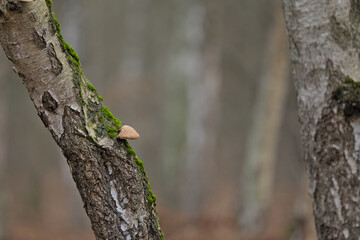 single tree mushroom on a birch