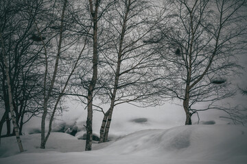 trees in the snow