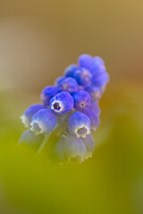 Macro of a grape hyacinth 