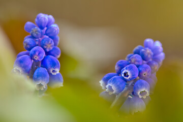 close up of grape hyacinth