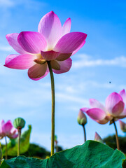 Lotus pink  flowers are blooming and the sky is clear.