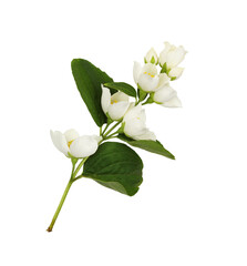 Jasmine (Philadelphus) flowers and leaves isolated
