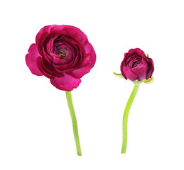 Pink ranunculus flower and bud isolated