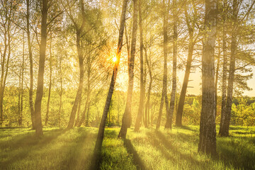 Fototapeta na wymiar Sun rays cutting through birch trunks in a grove at sunset or sunrise in spring.