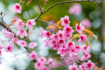 Fototapeta na wymiar sakura or cherry blossom background