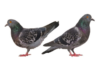 two doves isolated on white background