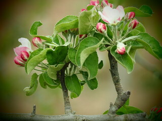 flor de manzano, árbol productor de la manzana roja, brotes de color rojo que se van abriendo...