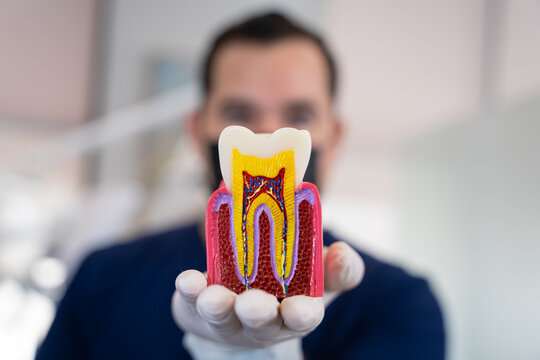 Dentista sujetando modelo de interior de diente. Enfoque close-up de material did&aacute;ctico dental. Ortodoncista sosteniendo modelo dental en sus manos. 