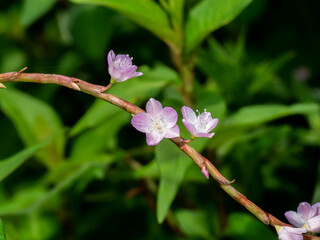 Close up flower of Vietnamese coriander plant.