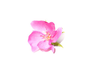 Fototapeta na wymiar Close up Pink Ball Dombeya flower on white background.