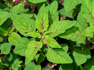 Close up Joseph's coat, Chinese spinach, Tampala leaves on white background.