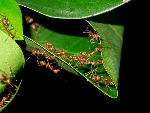 Red Ants Are Working Together To Build A Habitat Out Of Leaves.