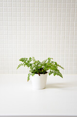 白タイル背景　爽やかな観葉植物　コピースペース　白背景　余白　ホワイトスペース　