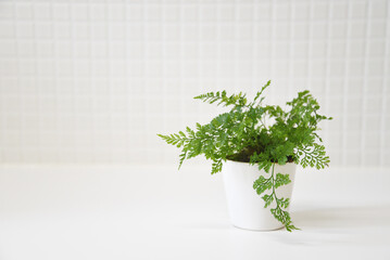 白いキッチン　爽やかな観葉植物　白背景　コピースペース　ホワイトスペース　余白