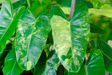 Philodendron burle marx variegated,green monstera Isolated on white background. tropical exotic...
