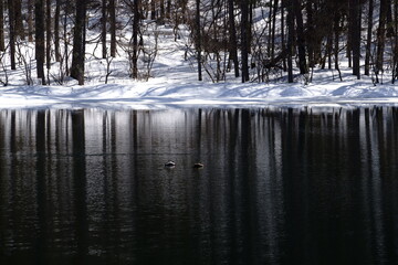 まだ白い雪が残る早春の林が池の水面に映り込む