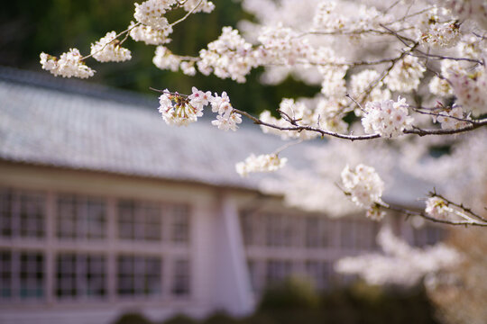 桜と木造校舎【三重県熊野市立神上小中学校（休校中）一般公開】