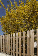 Fototapeta premium Clôture en bois d'un jardin devant un forsythia en fleurs