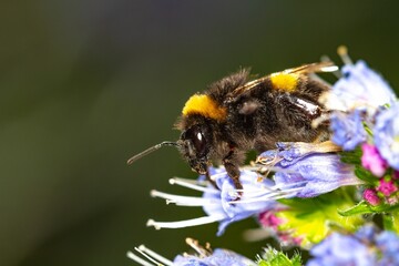 Buff-tailed bumblebee (Bombus terrestris) on the pollen-filled blue Tajinaste of Gran Canaria.