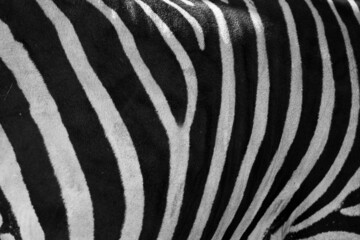 Fototapeta na wymiar zebra fur pattern at the zoo