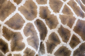 Raamstickers brown giraffe pattern © Minczer Zsolt