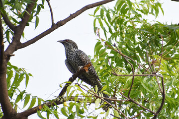 blackbird on a branch