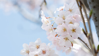 桜・サクラ・春