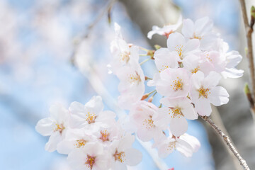 桜・サクラ・春