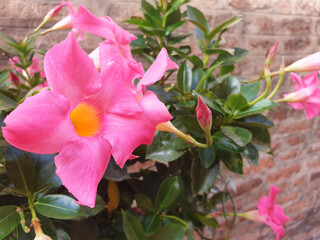 Bush of pink flower Mandevilla against a brick wall.