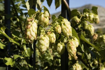 flower of Humulus lupulus, lupulo, common hop or hops