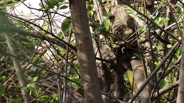 A tabby gray colored kitten climbed a tree in search of prey
